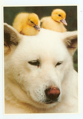 Dog white akita with two - dog-white,